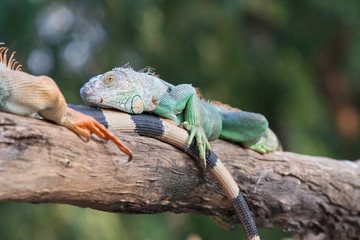 Iguana on tree branch.