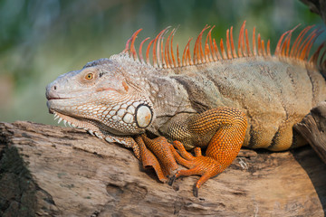 Iguana on tree branch.