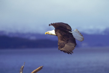 Bald eagle soaring with wings spread wide