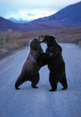 Grizzly bears sparring standing and fighting