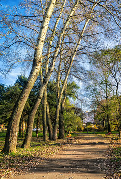 Crooked trees in the park, autumn