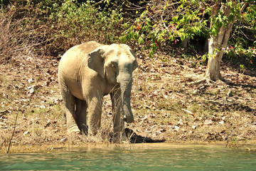 Male Asian Elephant in Thailand, Elephas maximus