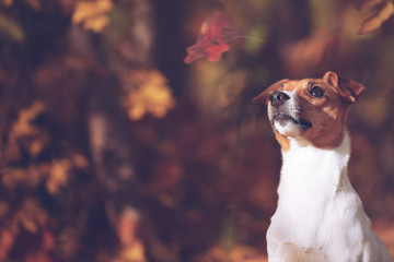 Hund beim beobachten der Blätter im Herbst 
