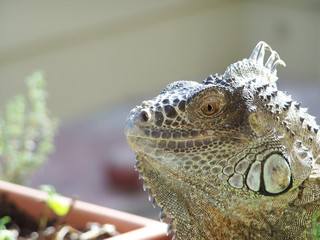iguana