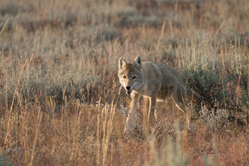 Coyote walking in grass