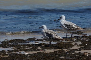 gaviotas