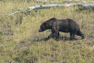 Obraz na płótnie Canvas Grizzly bear walking in grass in Yellowstone