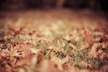 Autumn Leaves on Ground