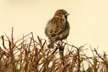 Wróbel zwyczajny (Passer domesticus). Mały ptak miejski. Samiec.