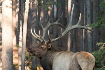 Bull elk walking in trees