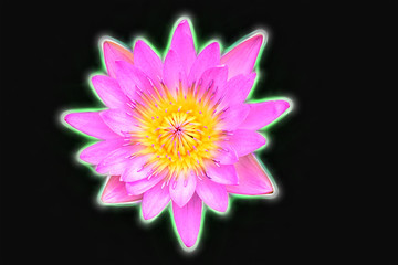 Lotus isolated on a black background