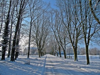 Obraz premium Winterallee am Niederrhein 
