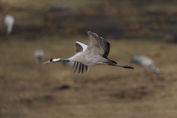 Common crane in a wetland at a stopover site