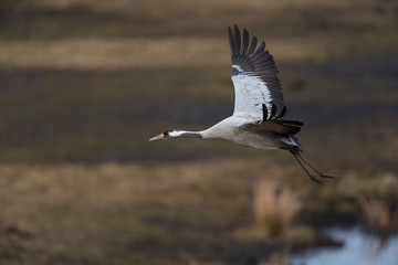 Common crane in a wetland at a stopover site