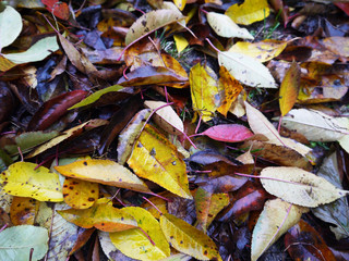 осенние листья