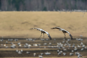 Common crane in a wetland at a stopover site
