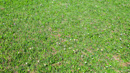 field of green grass