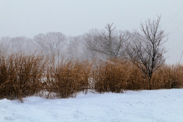 Obraz na płótnie Canvas winter snow blizzard first pine cones
