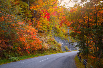Autumn scene with road in forest at Japan - 125745093