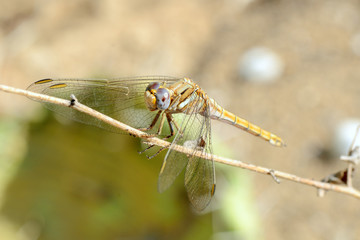 Dragonfly