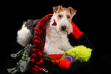 Wire Fox Terrier with his well used toys.
