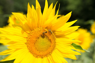 Obraz premium Sonnenblume blühen