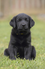 Schwarzer Labrador Welpe sitzt auf einer Wiese