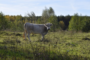 белая корова,