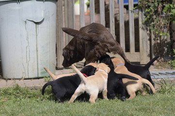 Hundemutter beim s&auml;ugen der Welpen