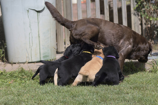 Hundemutter beim säugen der Welpen