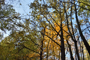 maple forest