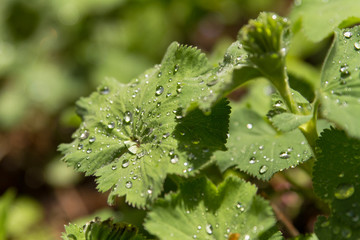 Water Drops On A Leaf