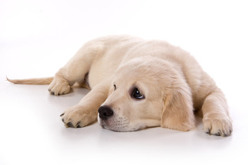 Beige puppy Labrador (isolated on white)