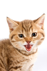 Funny kitten British cat (isolated on white)