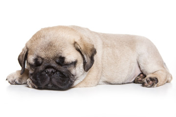 Puppy pug (isolated on white)