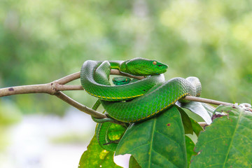 Pit viper in pair