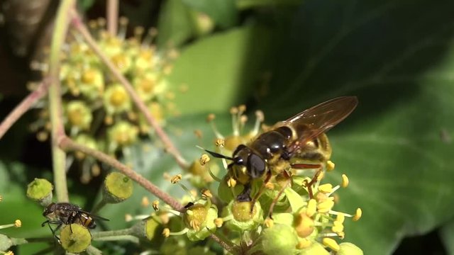 Syrphe sur fleur de lierre.
