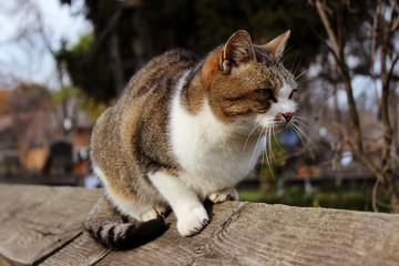 Naklejka na ściany i meble Cat sitting on wooden fence