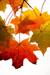 Branch of bright maple