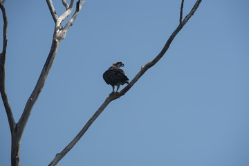 water bird, water lake