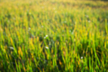 bright yellow green grass in autumn sunlight with bokeh abstract background