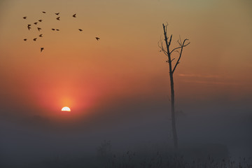 Zaschnięte drzewo w porannej mgle podczas wschodu słońca, odlatujące stado ptaków - obrazy, fototapety, plakaty