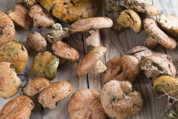 Mushrooms Rovellon