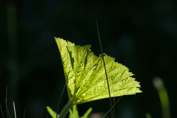 Schildblatt am Gartenteich