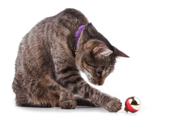 Fototapeta premium Brown tabby cat playing with a bauble, on white background