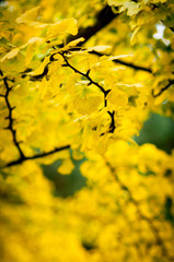 ginkgo gold leaves