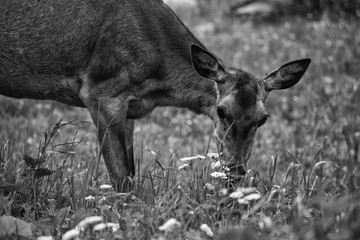 Young deer grazing on the meadow