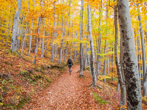 Mountain Biking In A Forest In Autumn