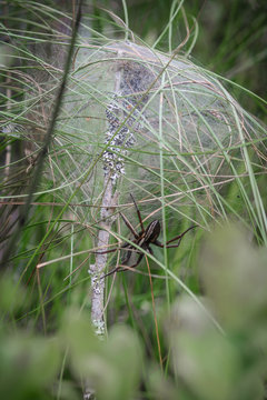 Fen Raft Spider Cocoon Children