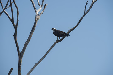 water bird, water lake
